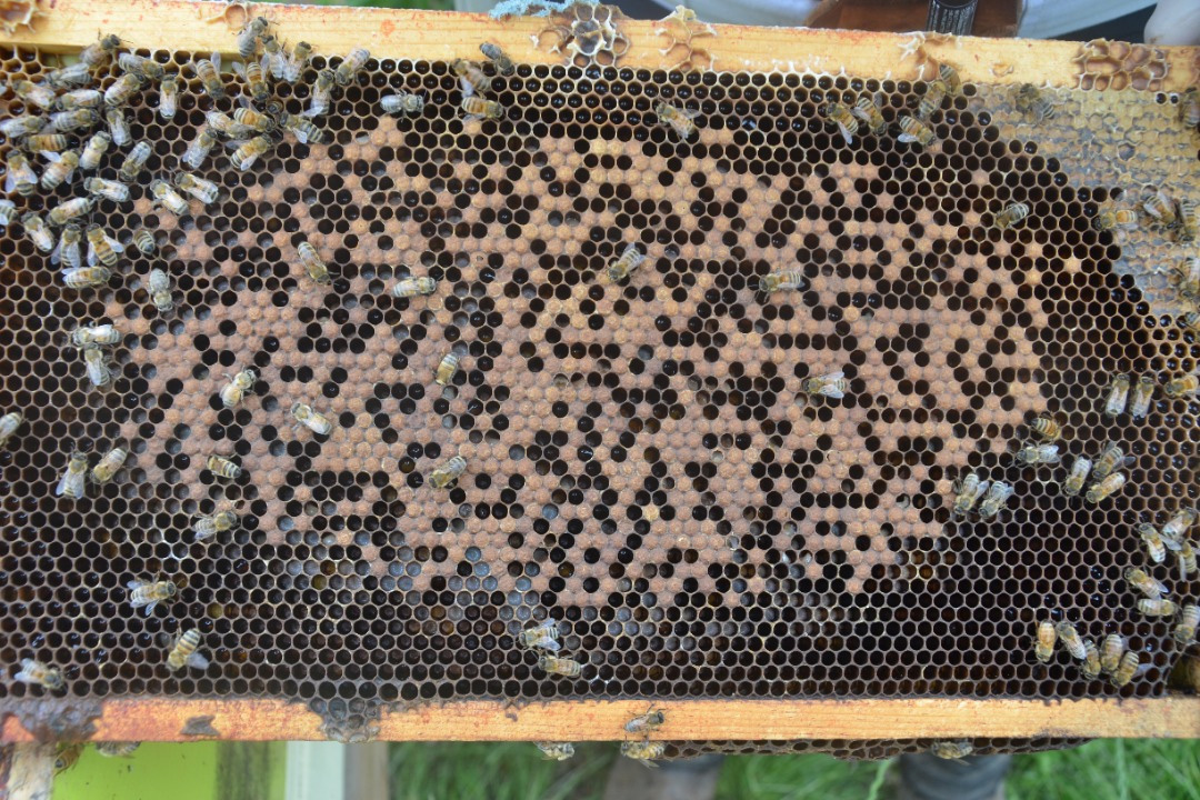 A spotty- or shotgun-brood pattern can be a warning sign of European foulbrood disease. Photo: Dr. Sarah Wood.