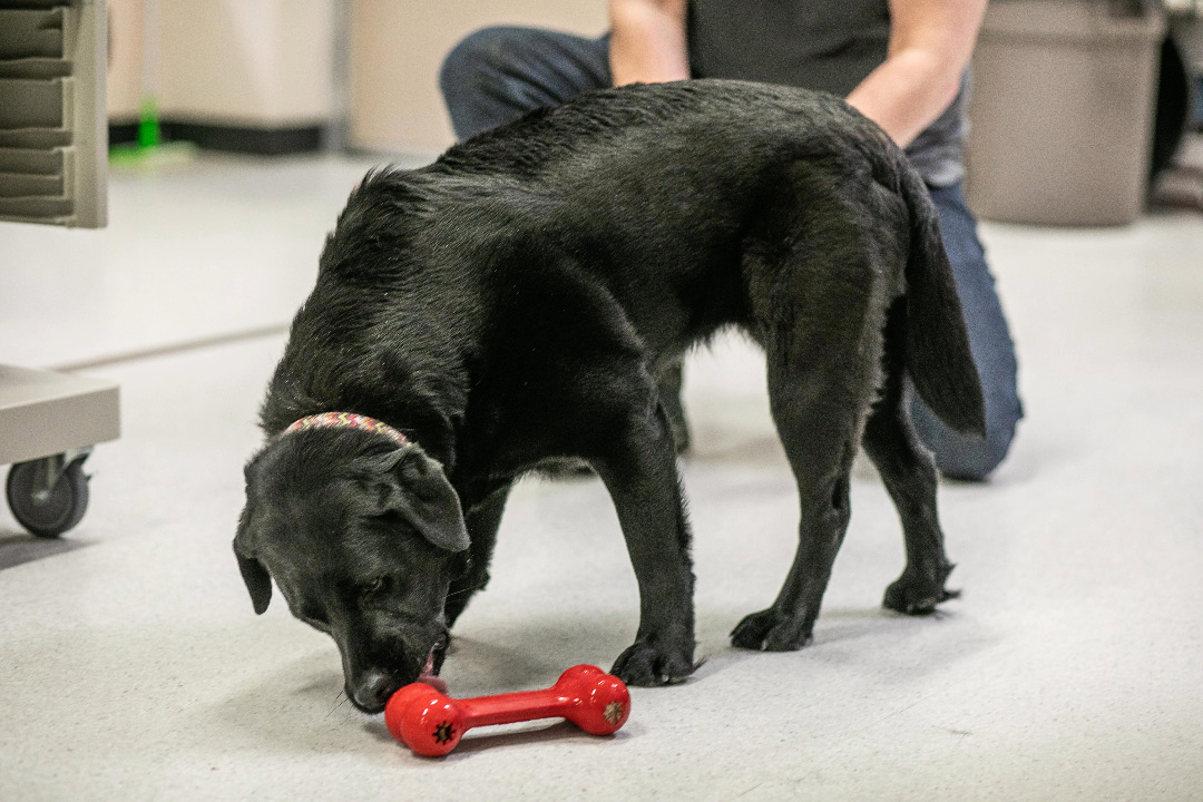 Labrador retriever sniffs a kong toy
