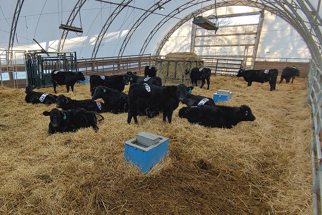 Beef cattle in coverall shelter
