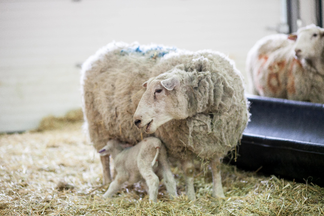  Lamb nursing ewe in lambing pen