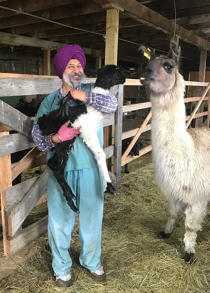 Dr. Jaswant Singh holds a cria (young llama) alongside its mother. Singh and his colleagues study llamas and other camelid species as part of their One Health reproductive health research at USask. Supplied photo. 