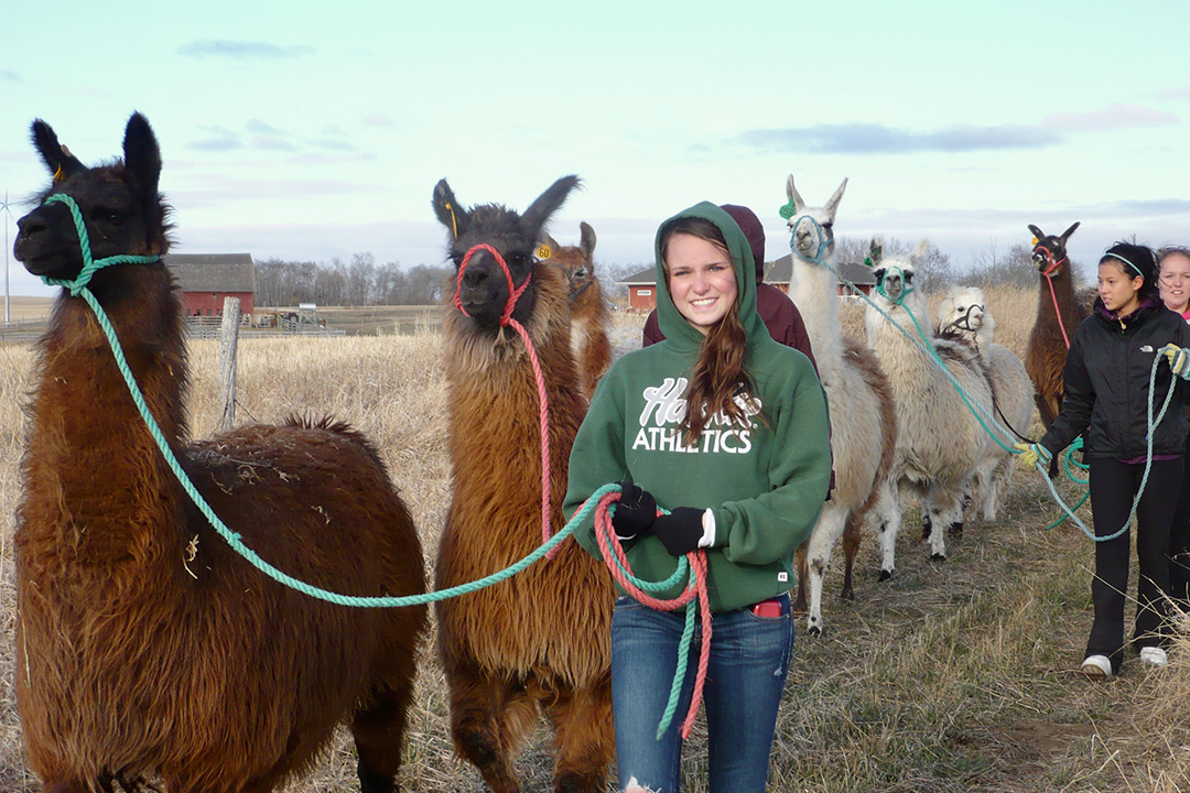 Student volunteer Reanne Dziendzielowski helps in the annual trek to move the University of Saskatchewan’s llama research herd to summer pasture. Photo: Dr. Gregg Adams.