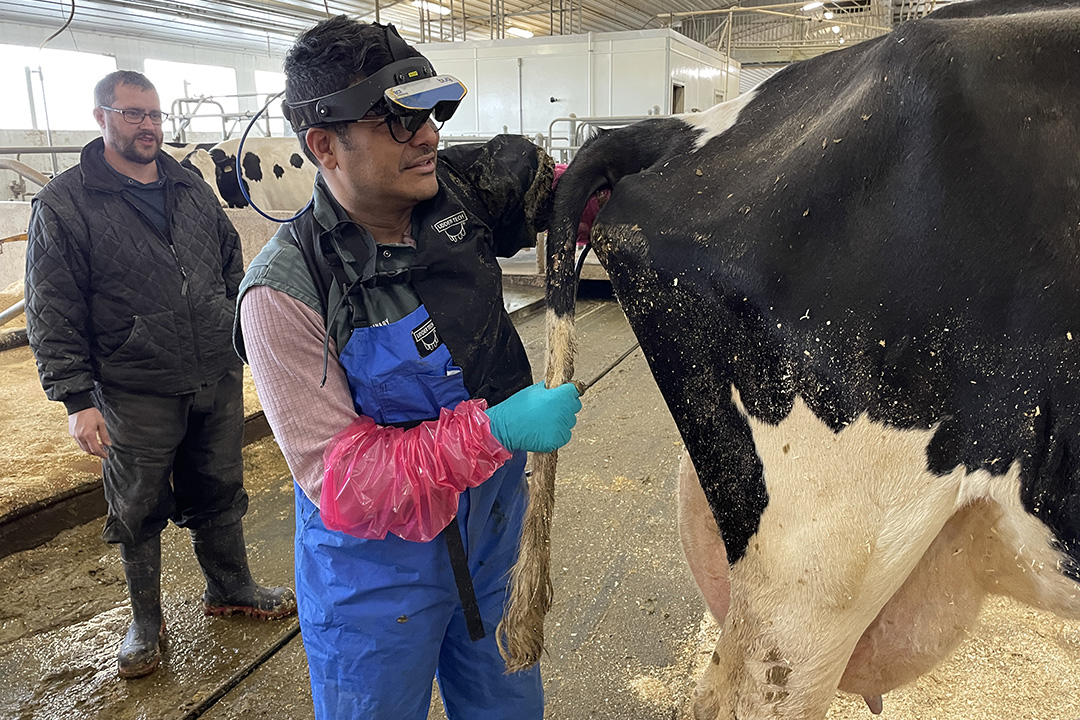 Veterinarian conducts a pregnancy check in a dairy cow. 