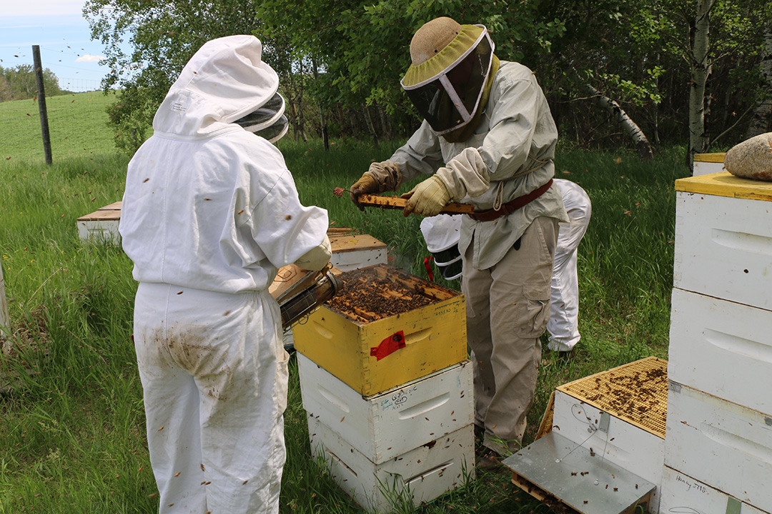 Members of the WCVM honey bee health research group work at one of the veterinary college's apiaries near Saskatoon, Sask. Photo: Jessica Colby.