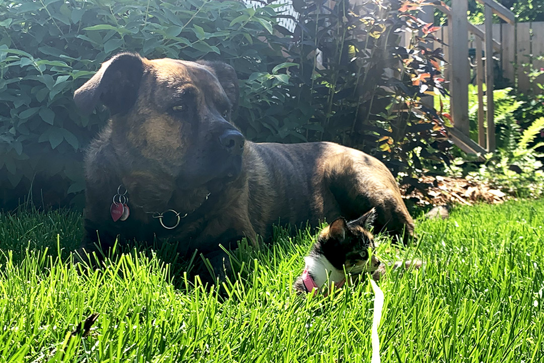 brown dog sitting alongside kitten