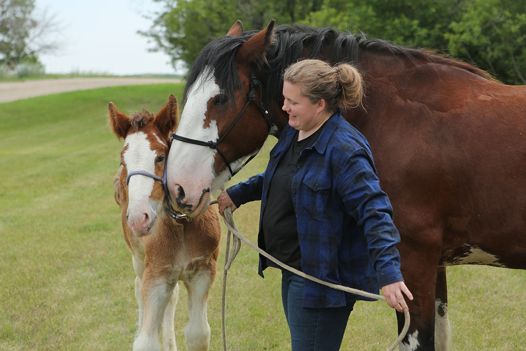Woman holding a Clydesdale mare and foal on the grass