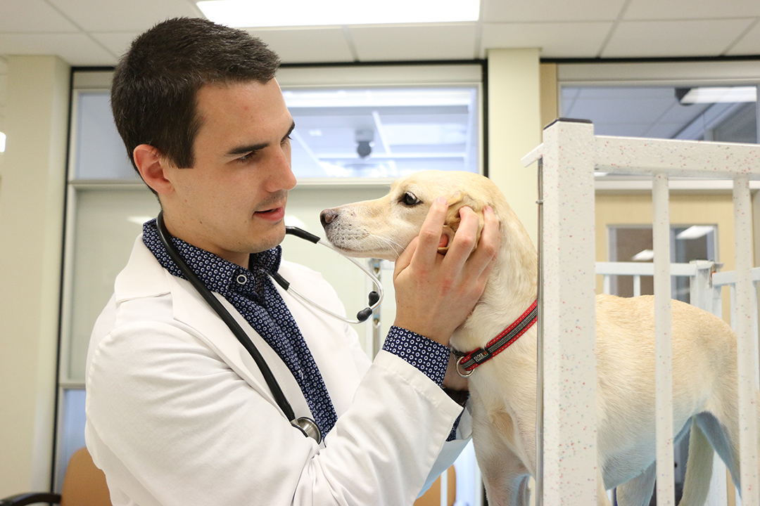Veterinarian examines a young Labrador retriever