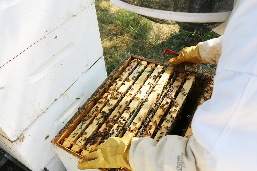 A WCVM researcher examines a frame from a bee hive. 