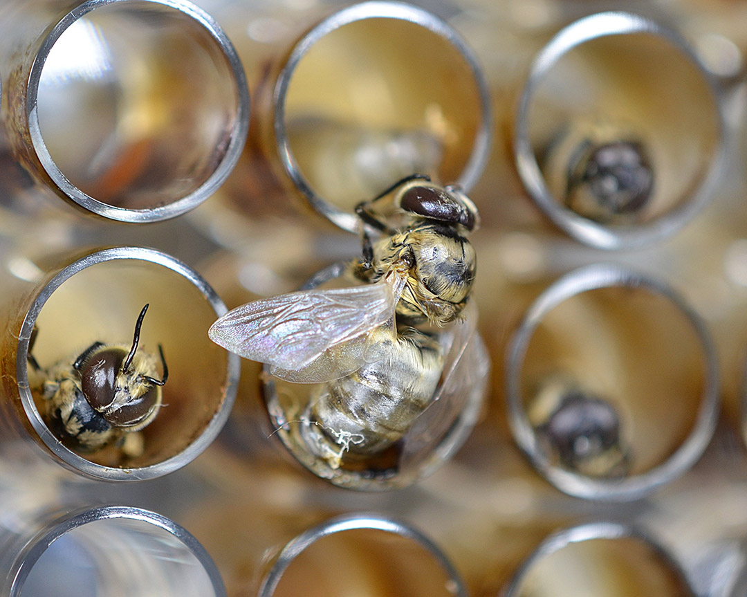 2024 Grand Prize winner, A Curious Male Honeybee (Photo: Marina Carla Bezerra da Silva, WCVM)