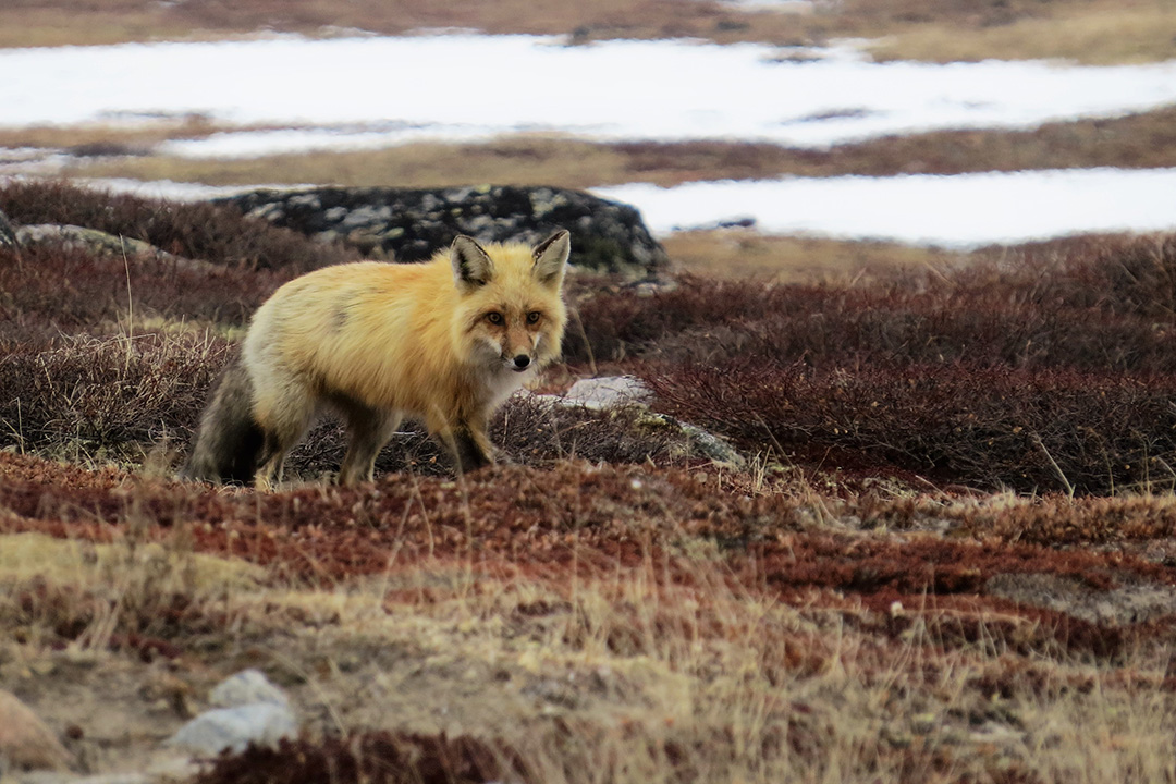 A red fox runs across the landscape near the village of Inukjuak, Nunavik in northern Quebec. (Photo: Émilie Bouchard)