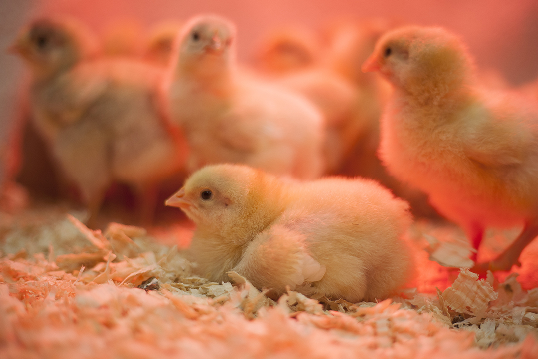Day-old chicks under heat lamp