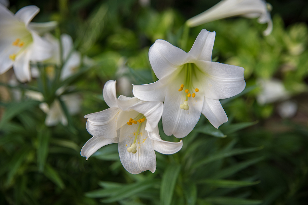 Easter lilies, a common sight in holiday bouquets, are among the highly toxic lily varieties for cats. Photo: iStock