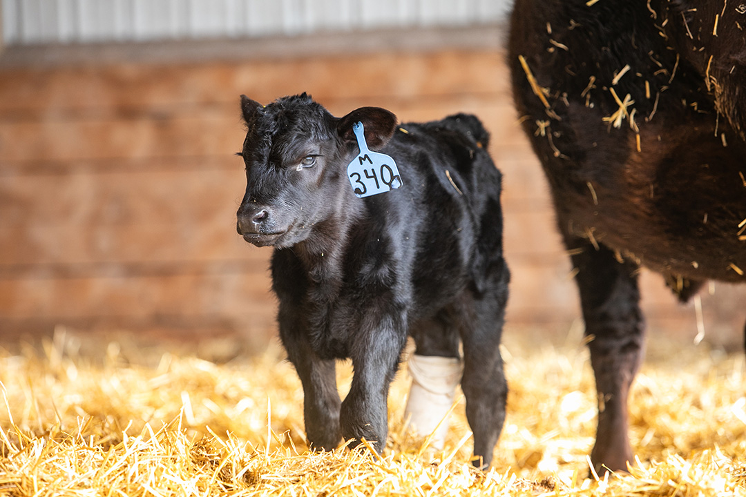 “Peggy,” a newborn beef calf, suffered a leg fracture after being accidentally stepped on. Photo: Christina Weese.