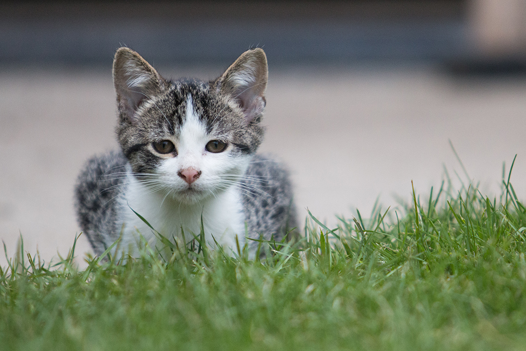 Grey and white kitten crouching in the grass