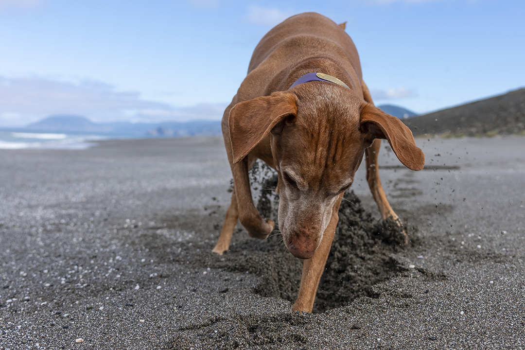 Dog digging in sand on a beach