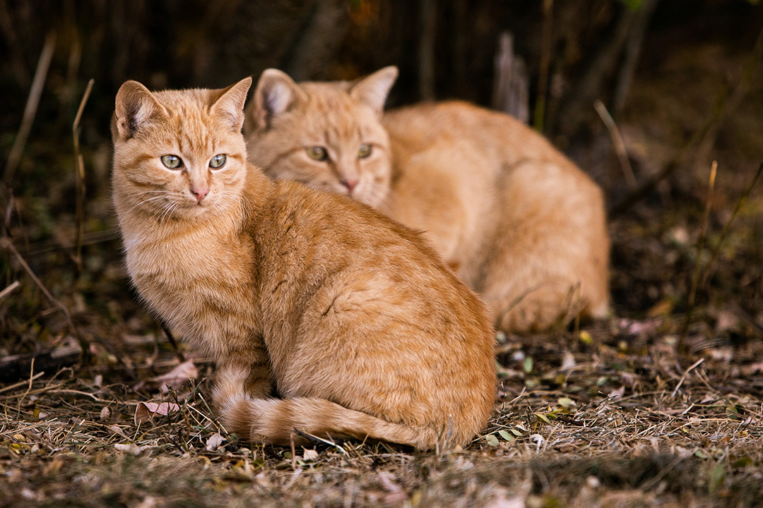 Two ginger cats crouched in grass