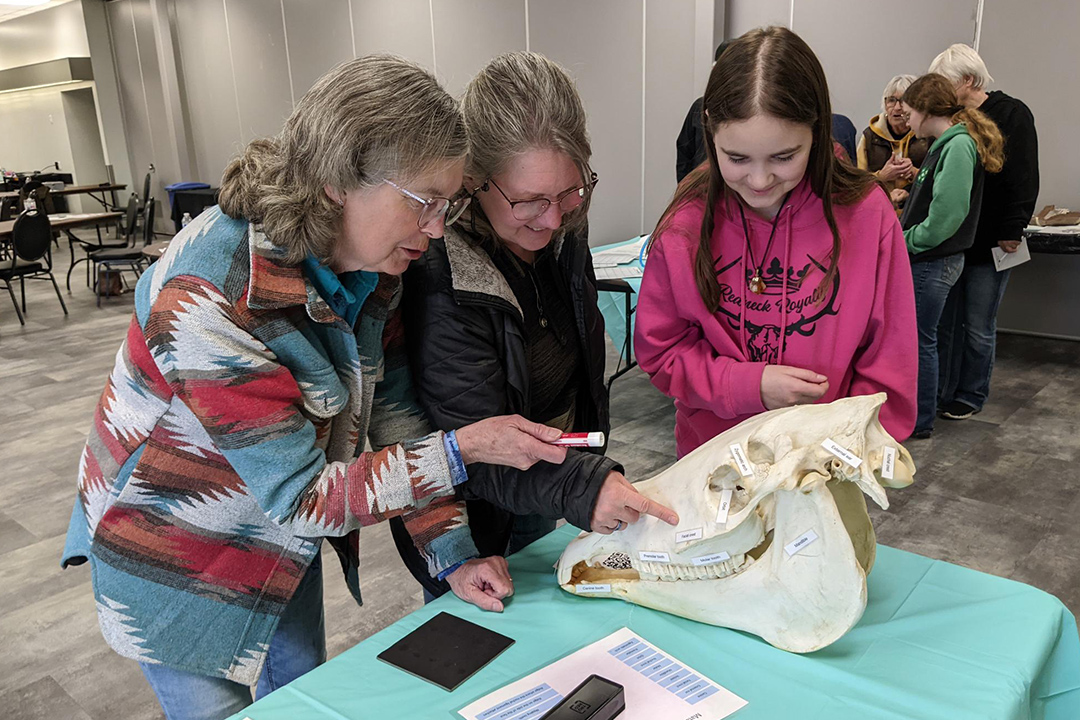 Group of people examining an equine skull