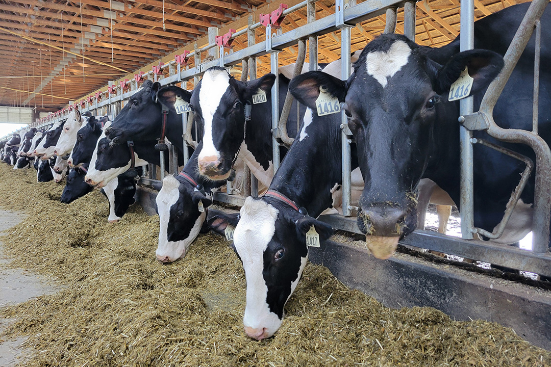 In the past five years, B.C.’s Animal Health Centre have seen an increasing number of Trueperella pyogenes cases in dairy cattle. Photo: Melissa Leon. 