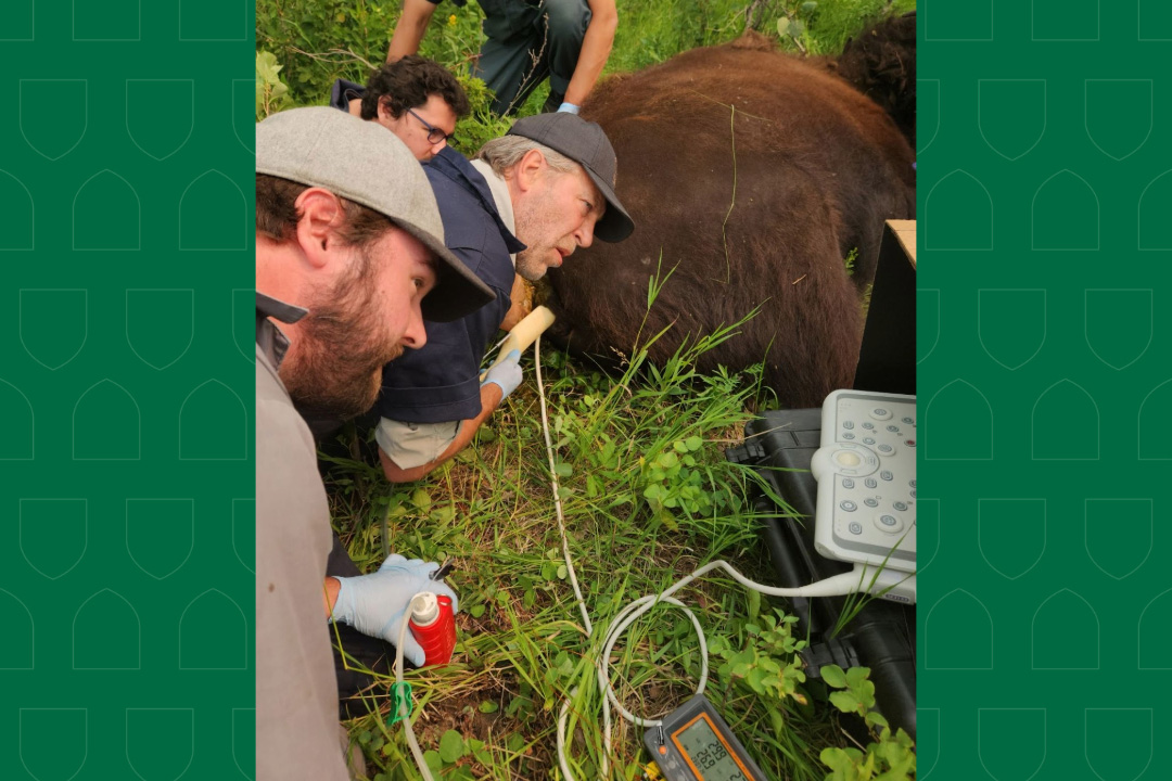 BIG research team members collect oocytes from a wild wood bison cow. Photo: Kosala Rajapaksha