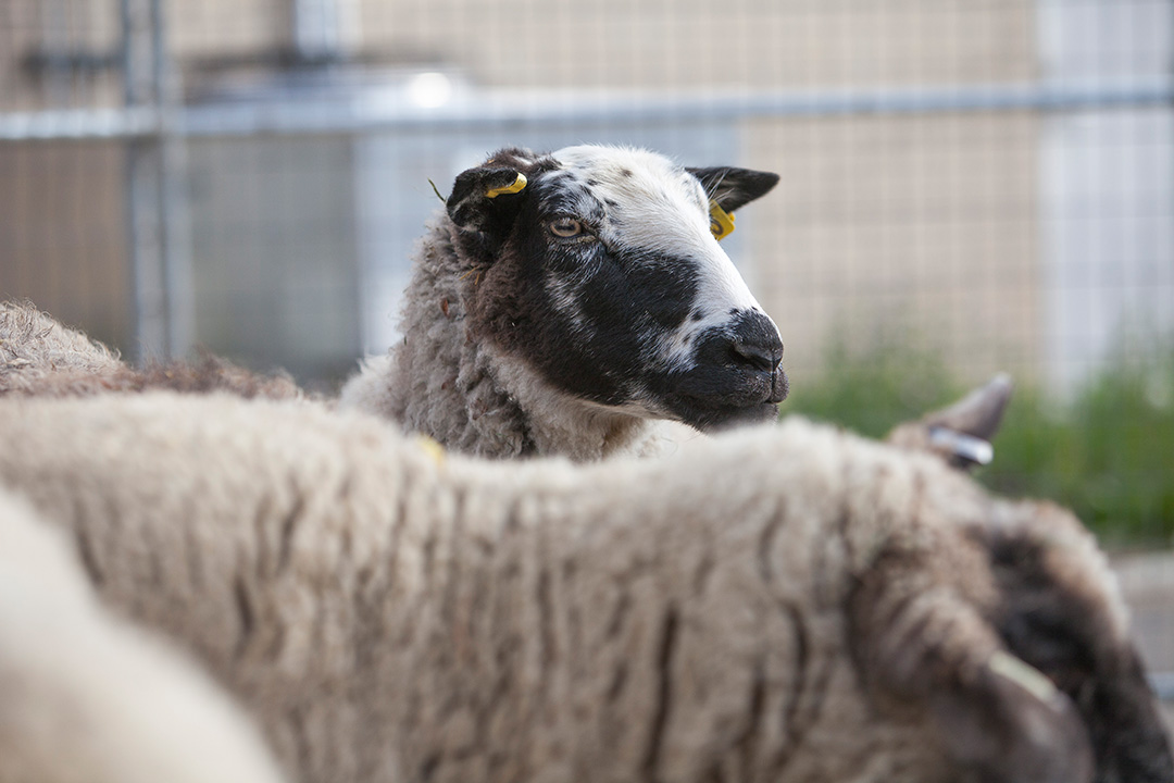 A team of veterinary researchers are investigating the impact of the Brucella ovis bacterium on the semen quality of male sheep. Photo: Christina Weese. 