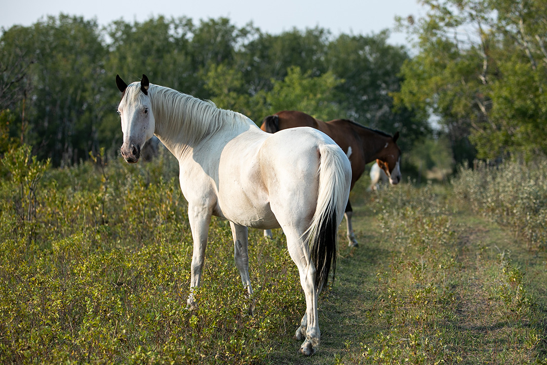 White horse in pasture