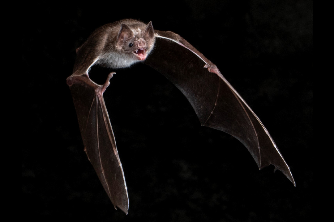 Most bats are nocturnal – meaning they take care of business like flying and hunting for food at night. But that’s not true of all bat species. (Photo: Sherri and Brock Fenton) 