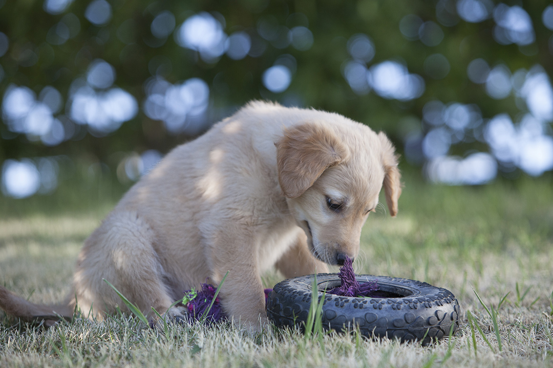 Golden retriever puppy playing with rubber toy