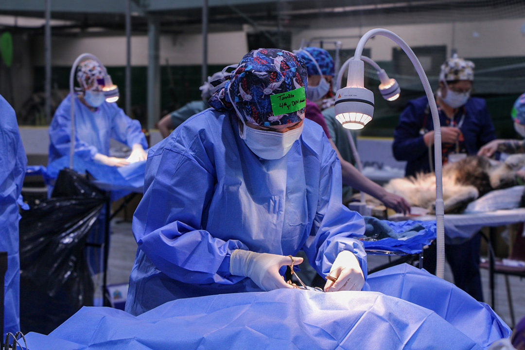 Veterinary student Tannicka Reeves performs surgery on a canine patient