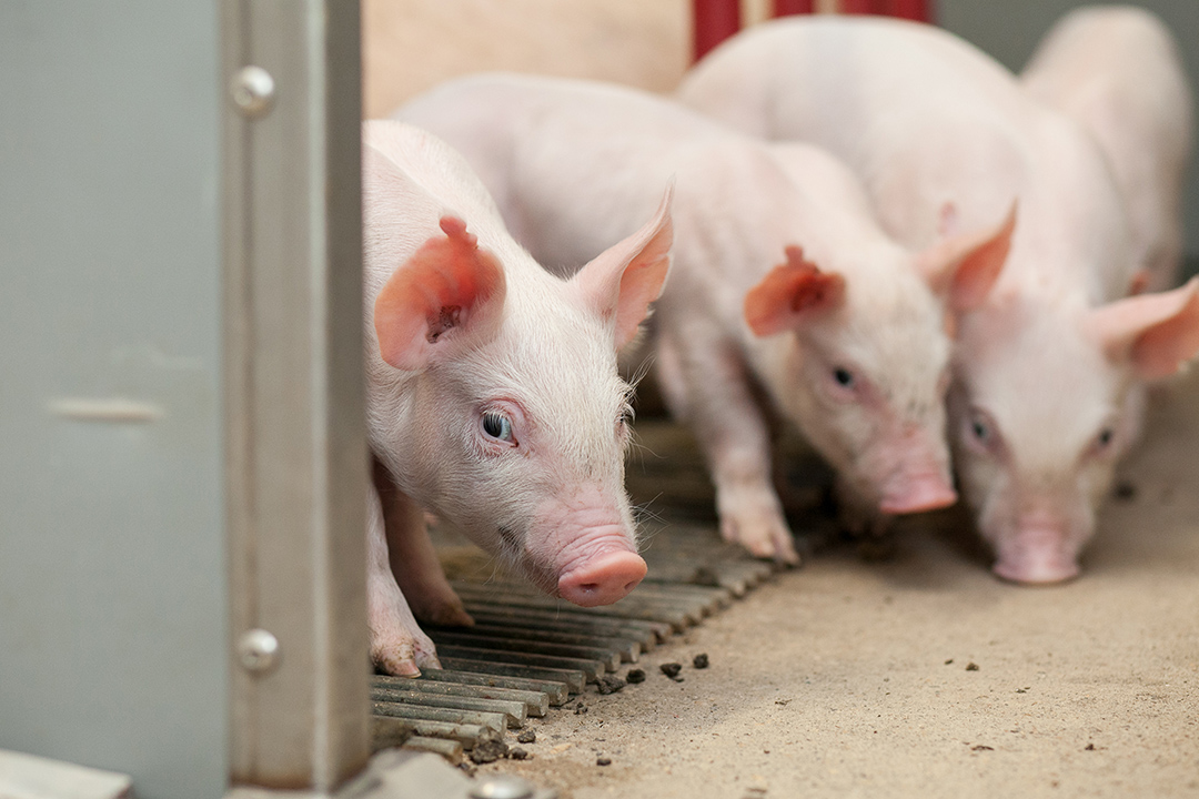 Piglets in a barn at Prairie Swine Centre.