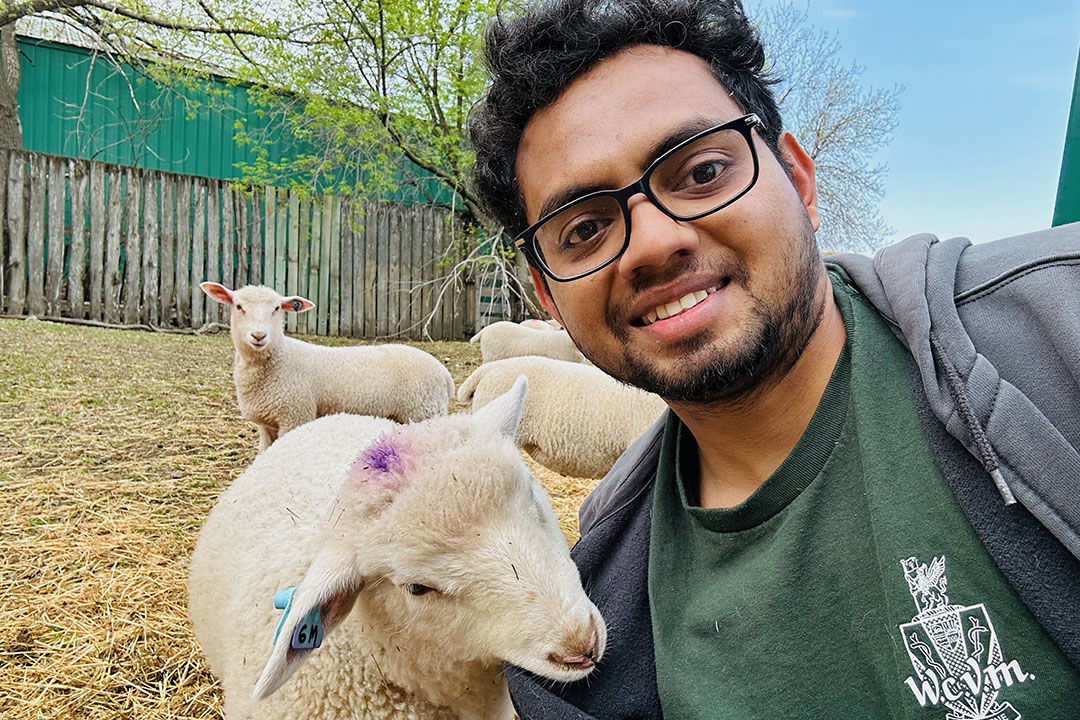 Dr. Suren Muthukumara taking a selfie with one of the lambs at the WCVM.