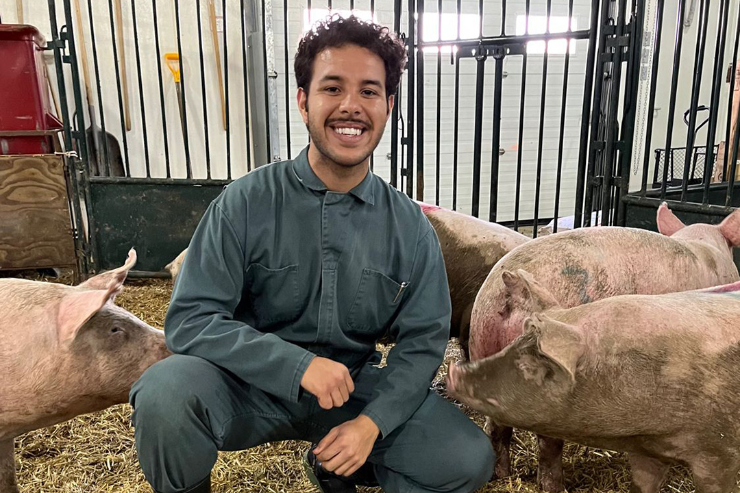 researcher with pigs in pen