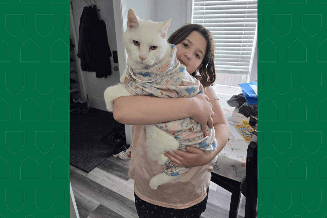 Little girl holding a large white cat