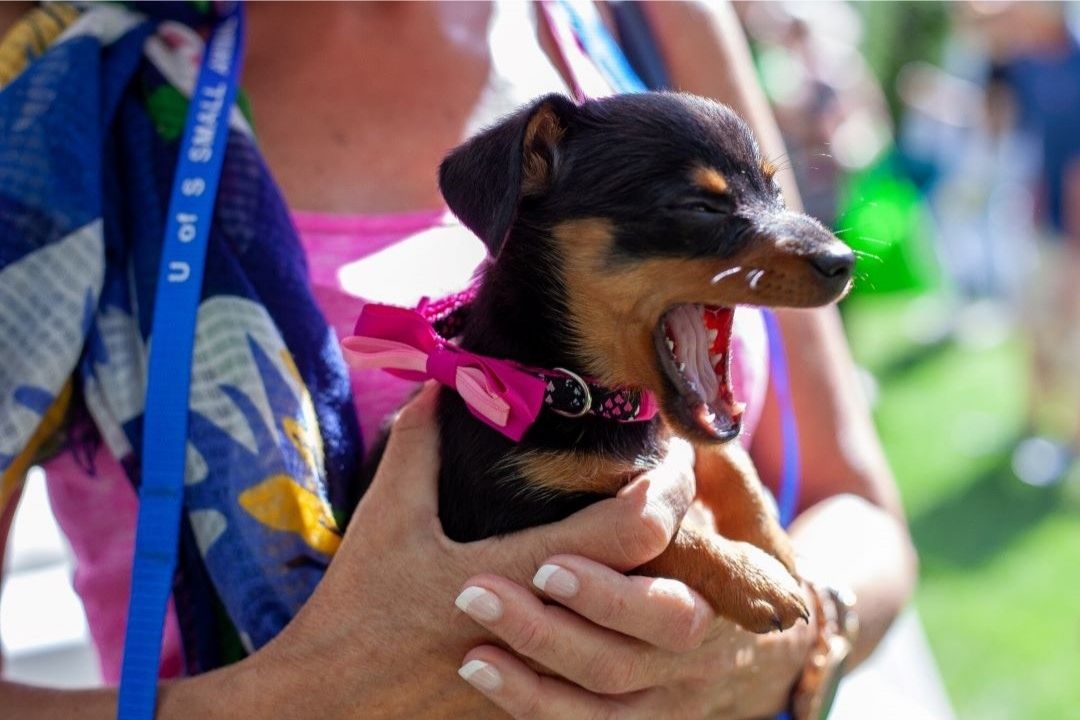 A Western College of Veterinary Medicine (WCVM) veterinary pathologist is leading new research that strives to improve methods for the early detection of canine mammary cancer — a common diagnosis of tumours in female dogs. Photo: Rigel Smith.