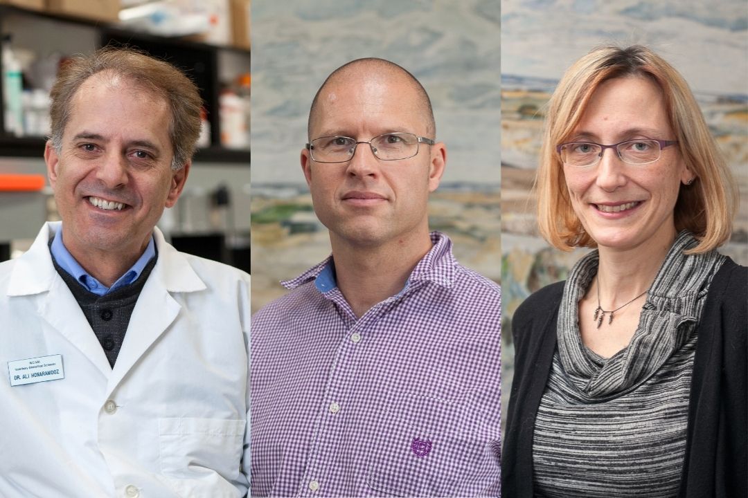 Three faculty members at the Western College of Veterinary Medicine have received funding support for their health research efforts through the Saskatchewan Health Research Foundation. Left to right: Dr. Ali Honaramooz, Dr. Maarten Voordouw and Dr. Emily Jenkins.