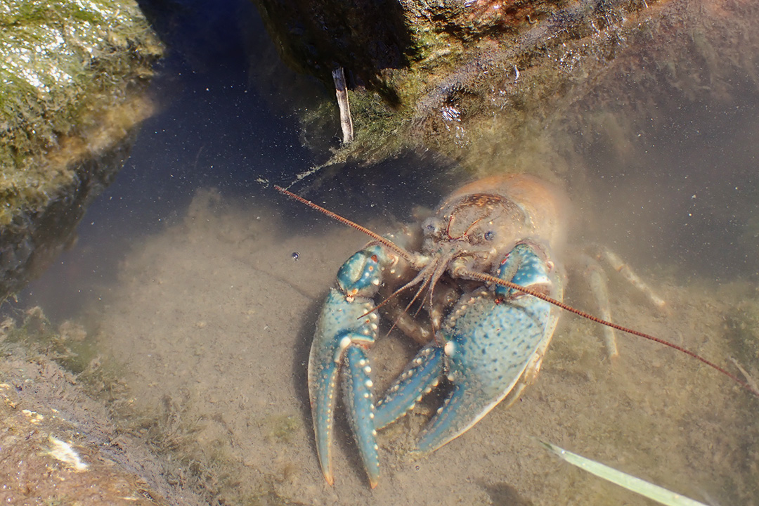 A crayfish hovers near rocks that provide shelter and security for the freshwater crustacean. Photo: Gabrielle Achtymichuk.