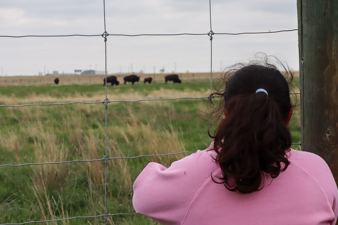 Little girl gazes at bison through a fence