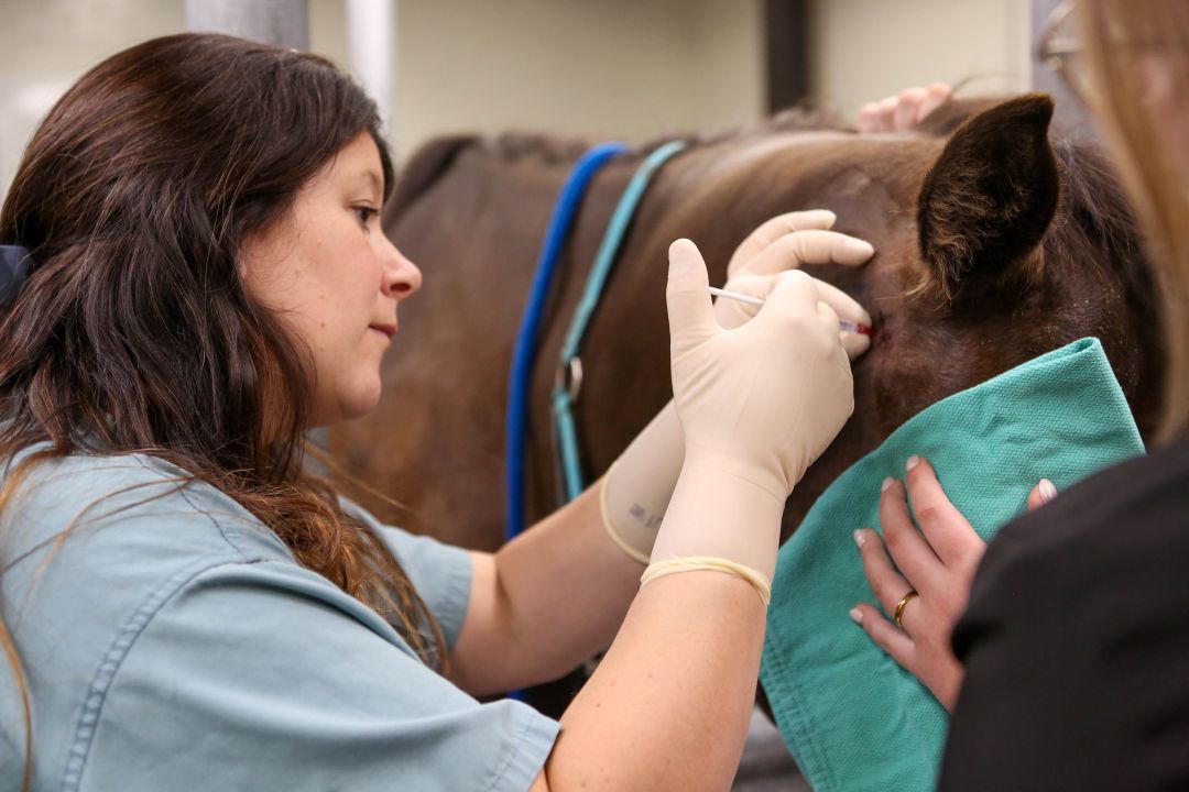 Dr. Danica Wolkowski injects Botox into Coffee’s salivary gland. Photo: Rigel Smith.
