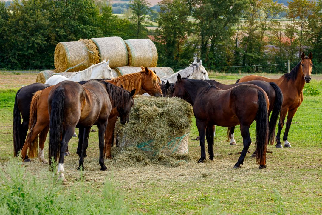 When a horse ingests net wrap, the fine plastic mesh doesn't break down in the animal's digestive tract. Photo: iStockphoto.