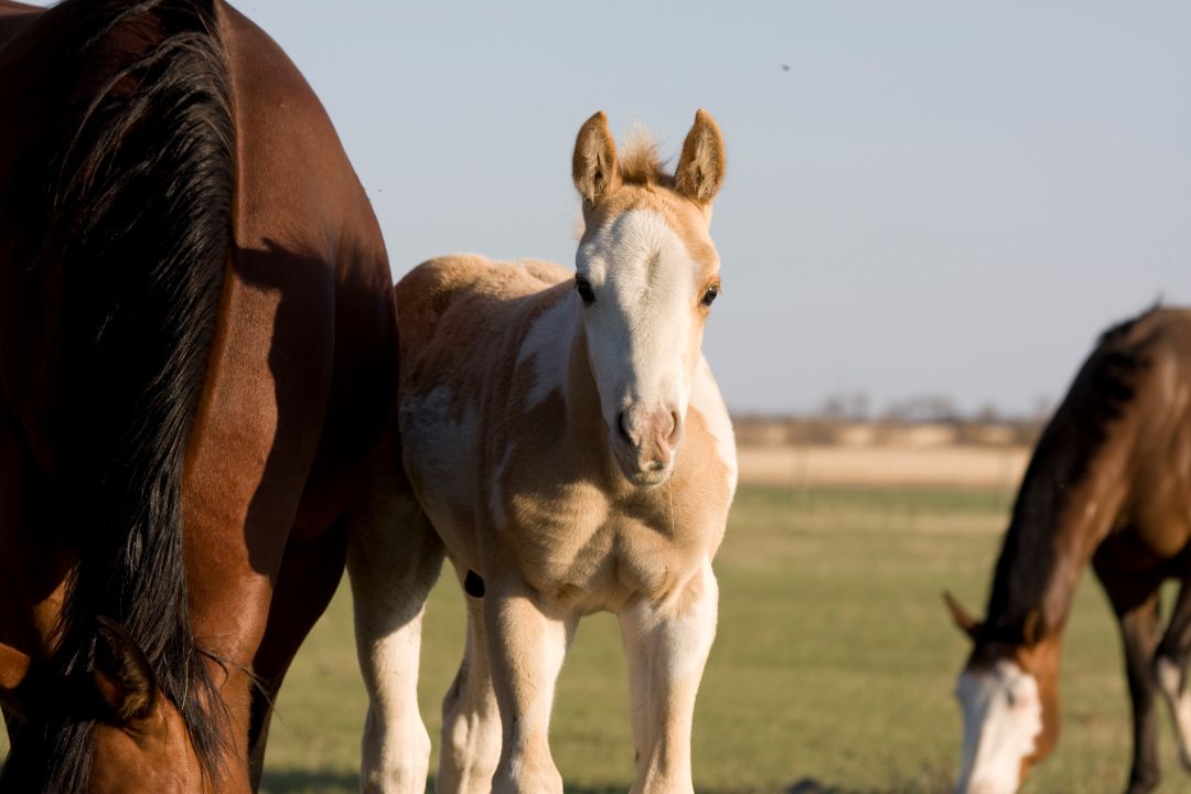Maternal recognition of pregnancy (MRP) remains a scientific mystery in horses that WCVM researchers are trying to solve. Photo: Myrna MacDonald.