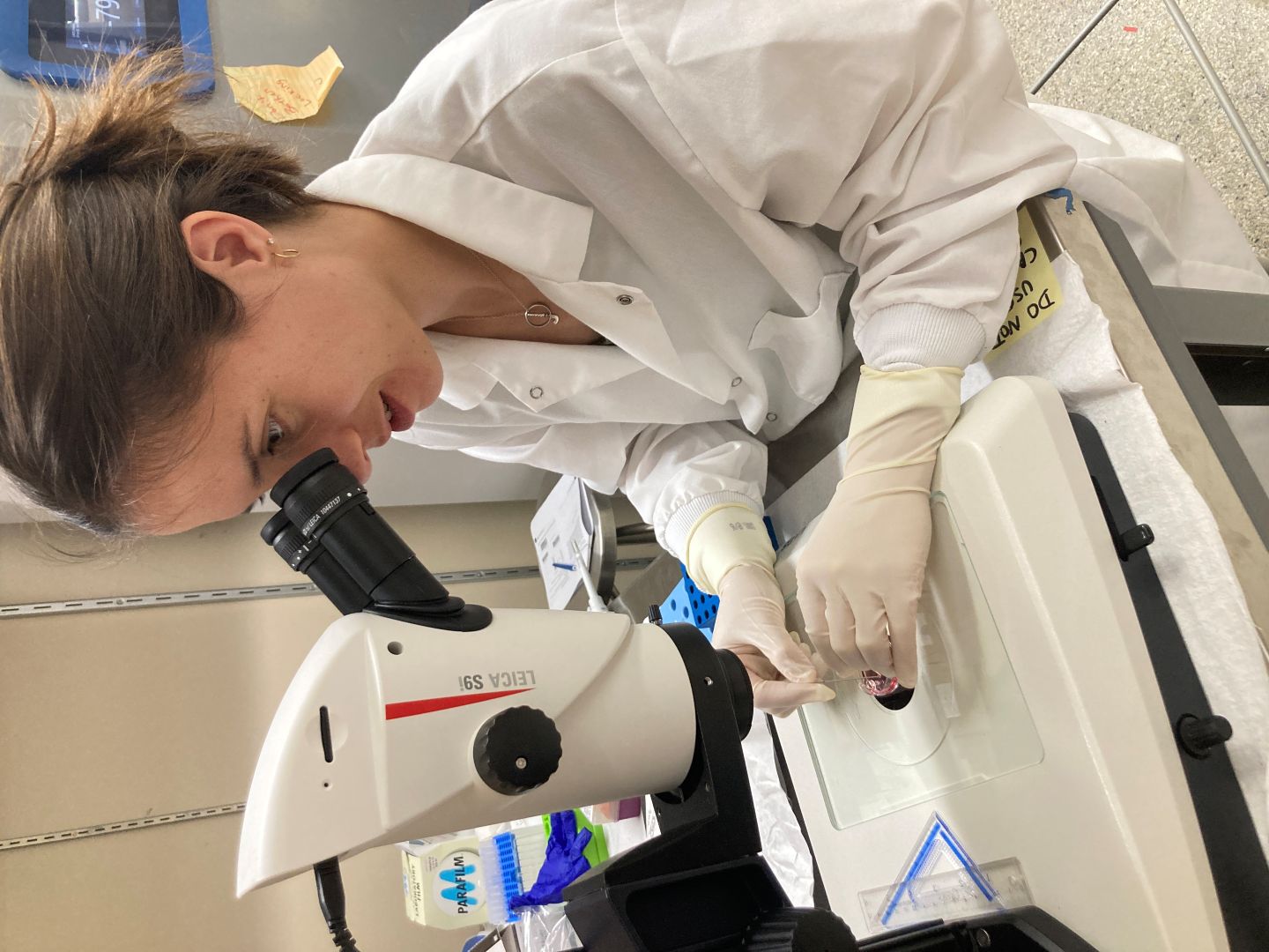 Dr. Josefina Ghersa is studying the use of trophoblastic vesicles (TRVs) to learn more about aspects of equine reproduction. Photo: Lynka Itogawa.
