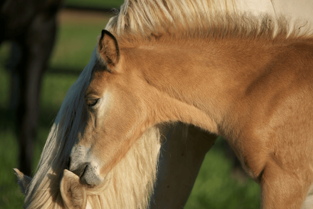 WCVM scientists are exploring extracellular vesicles (EVs) and their role in early communication between equine embryo and mare. Photo: Myrna MacDonald.
