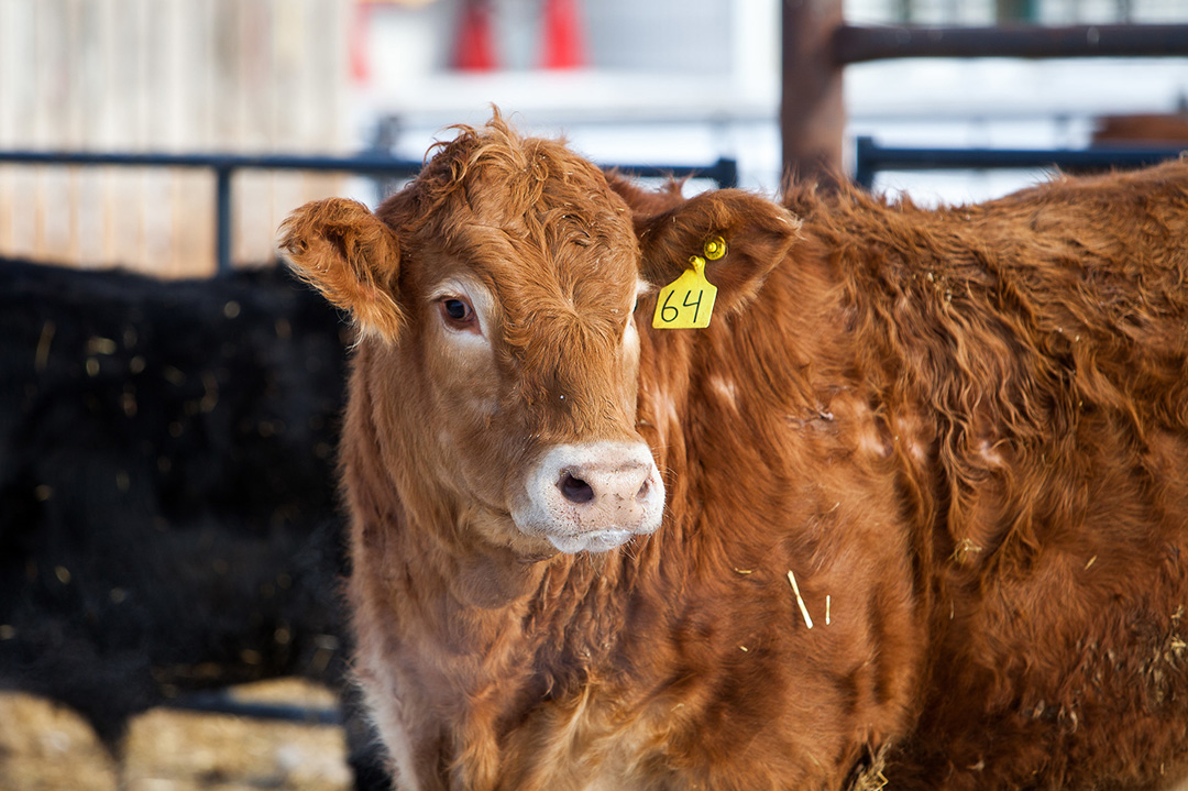 Seventeen USask-led livestock and forage projects are receiving funding from this year’s Agriculture Development Fund. Photo: Christina Weese.