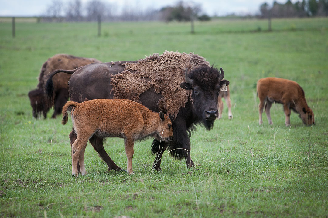 Thanks to past efforts and community links, USask researchers have access to a bison herd they can work with to create robust research to support sustainable bison production. Photo: Christina Weese. 