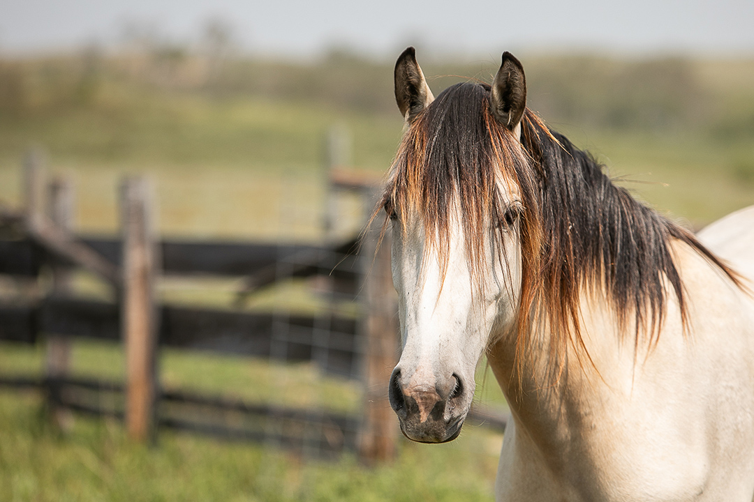 A Welsh pony at a farm owned by Alana Wilson, west of Saskatoon, Sask. Photo: Christina Weese. 