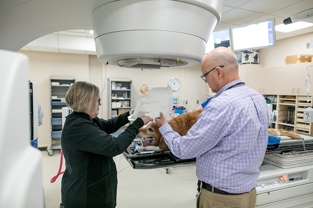 Radiation therapist Karen Davis and Dr. Eric Walther (DVM), a specialist in radiation oncology place a protective thermoplastic mask on the head of an anesthetized canine cancer patient. Photo: Christina Weese. 