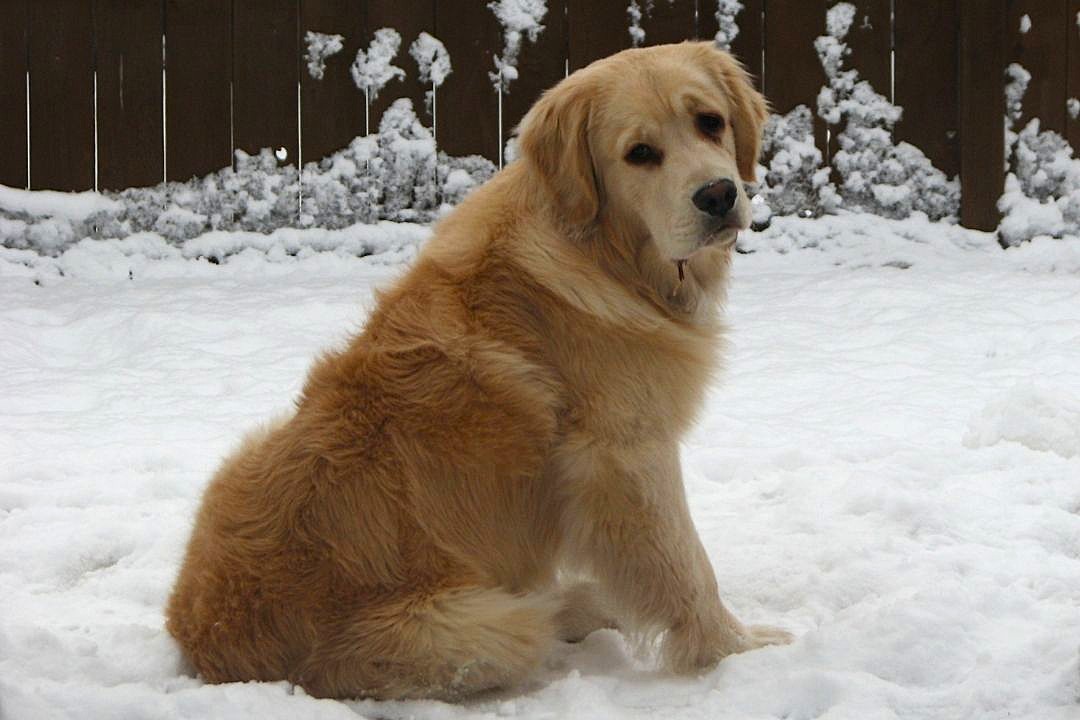 Golden retriever in snow