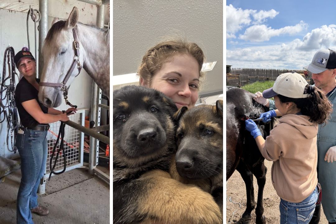 Veterinary students with different patients (horse, dogs, horse)
