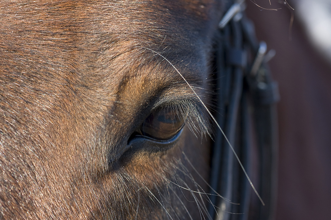 Closeup of bay horse's eye