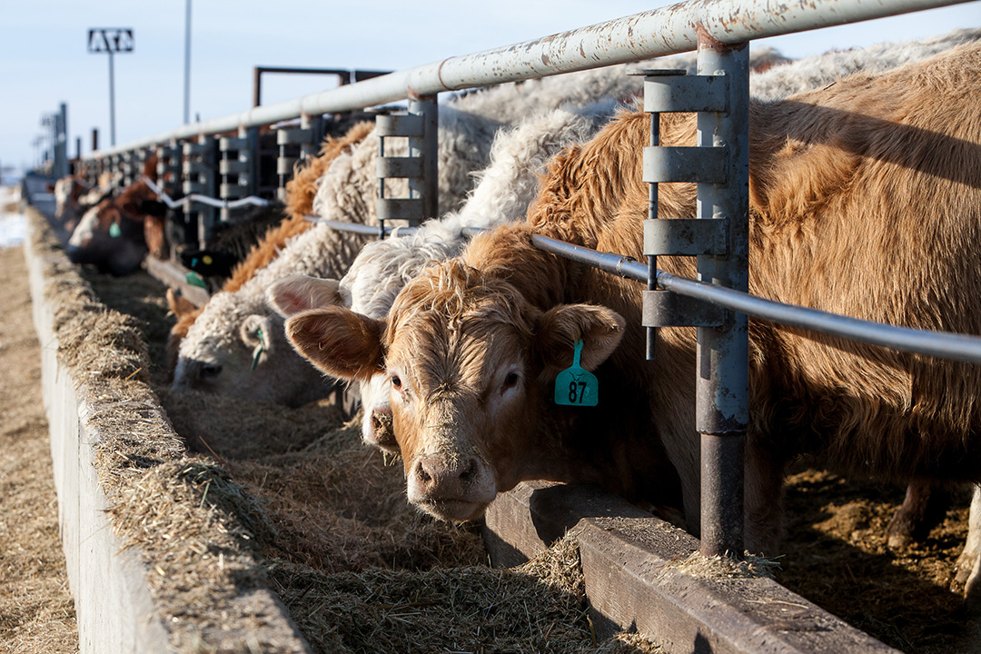 Beef cattle at a feed bunk in a beef cattle feedlot  (LFCE). 