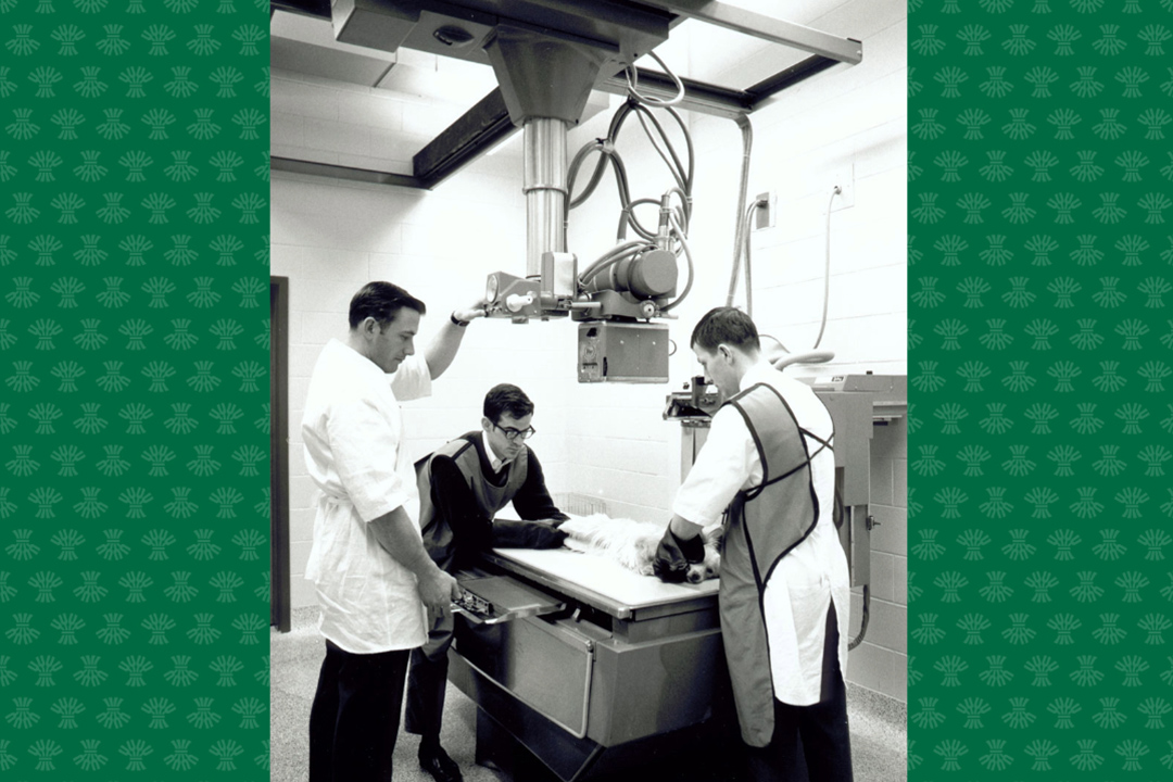 Three people around sedated dog on X-ray table